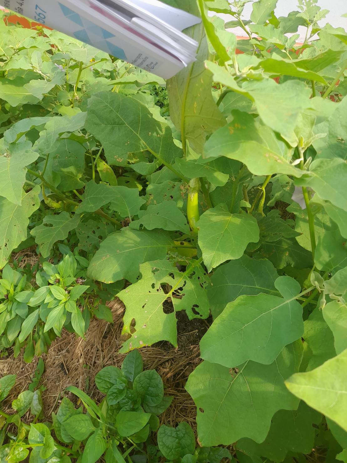 …พช.นครนายก เยี่ยมชมกิจกรรม 1 อำเภอ 1 กิจกรรมปันสุข ปลูกผักแบ่งปัน