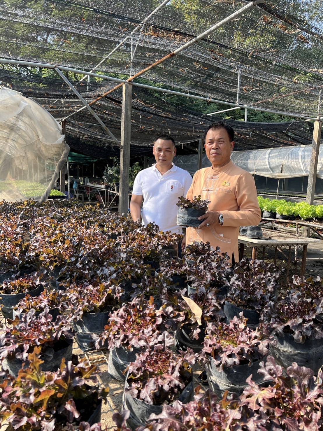 …พช.นครนายก เดินหน้าขับเคลื่อนปฏิบัติการปลูกผักสวนครัว เพื่อสร้างความมั่นคงทางอาหาร ปี 2567