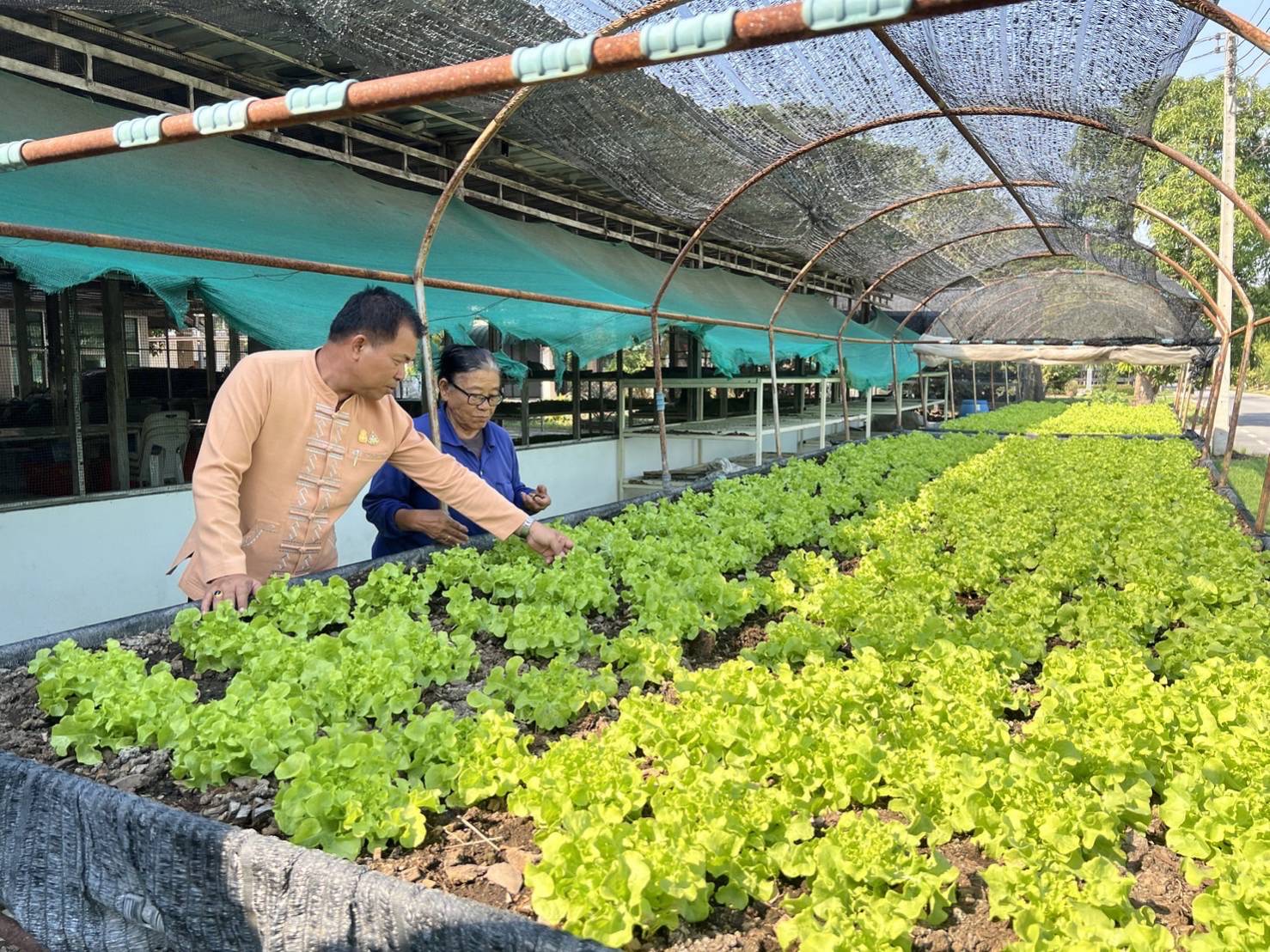 …พช.นครนายก เดินหน้าขับเคลื่อนปฏิบัติการปลูกผักสวนครัว เพื่อสร้างความมั่นคงทางอาหาร ปี 2567