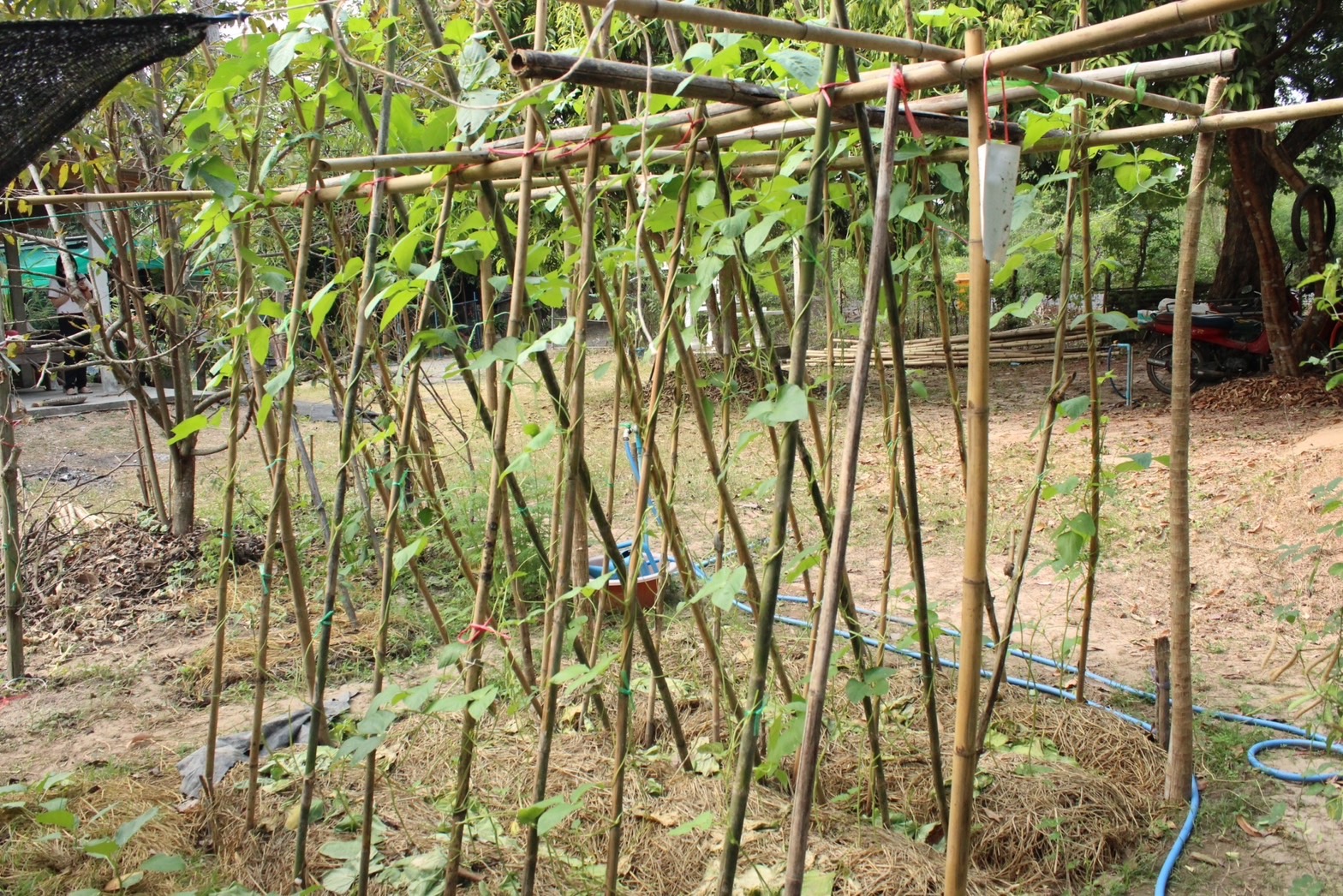 …พช.นครนายก ลงพื้นที่ติดตามครัวเรือนเป้าหมายโครงการพัฒนาคุณภาพด้านการศึกษาและเพิ่มทักษะการประกอบอาชีพ ประจำปี พ.ศ.2566 และโครงการพื้นที่ว่างสร้างอาหาร 30 ตารางวาโมเดล พื้นที่ตำบลโคกกรวด