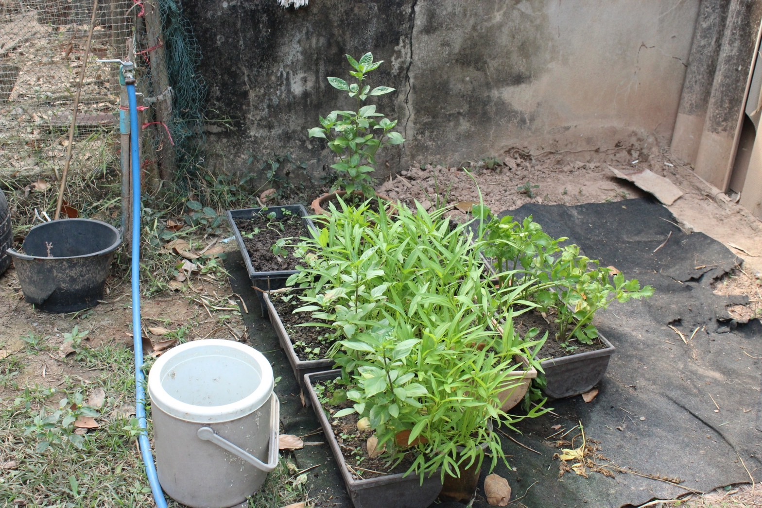 …พช.นครนายก ลงพื้นที่ติดตามครัวเรือนเป้าหมายโครงการพัฒนาคุณภาพด้านการศึกษาและเพิ่มทักษะการประกอบอาชีพ ประจำปี พ.ศ.2566 และโครงการพื้นที่ว่างสร้างอาหาร 30 ตารางวาโมเดล พื้นที่ตำบลโคกกรวด