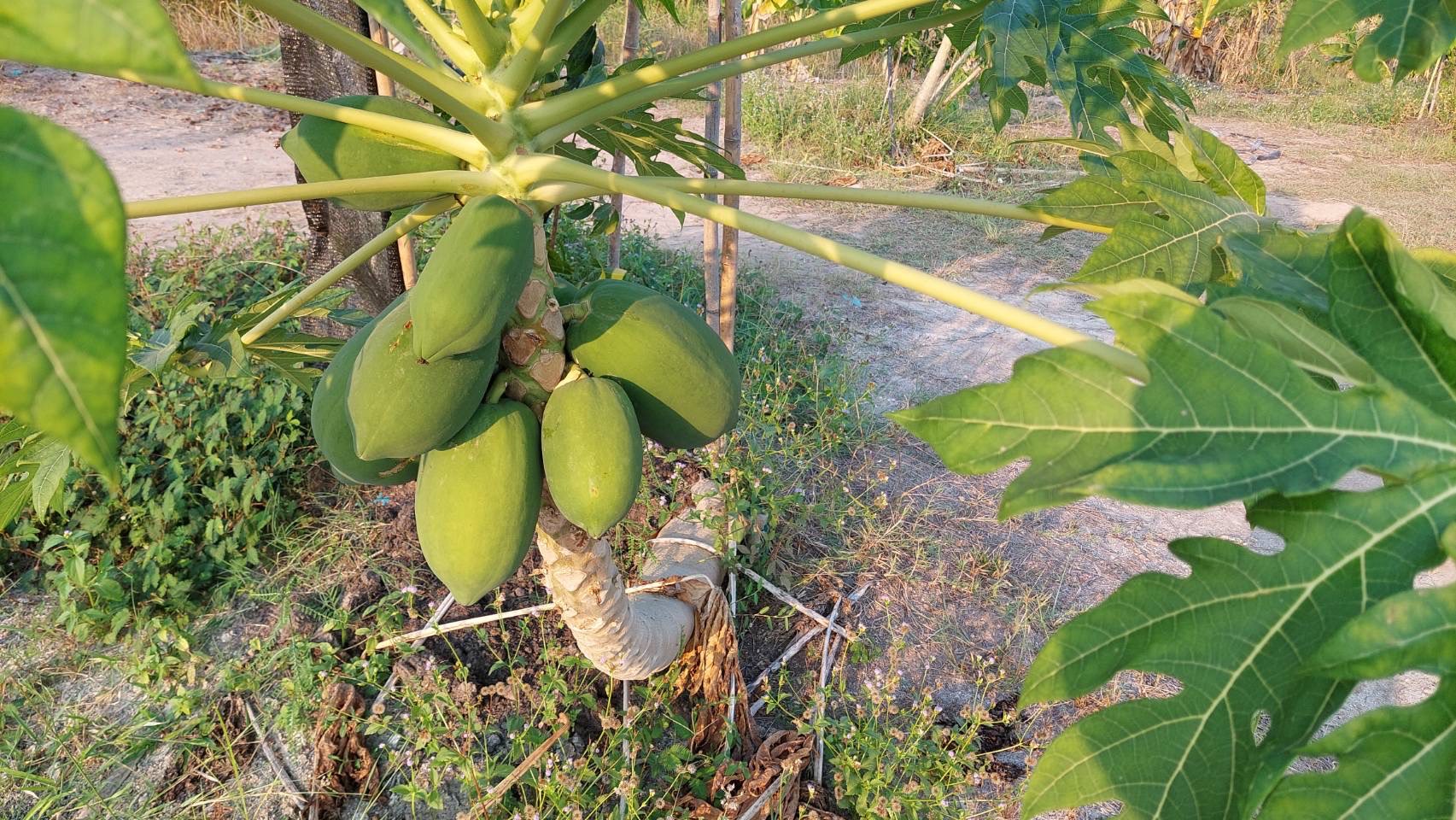 พช.นครนายก สนับสนุนการขับเคลื่อนแหล่งเรียนรู้ด้านกสิกรรมธรรมชาติ