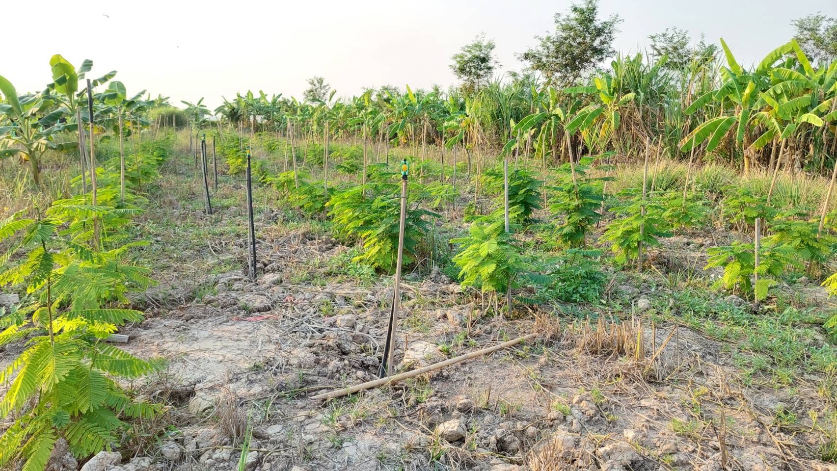 พช.นครนายก สนับสนุนการขับเคลื่อนแหล่งเรียนรู้ด้านกสิกรรมธรรมชาติ