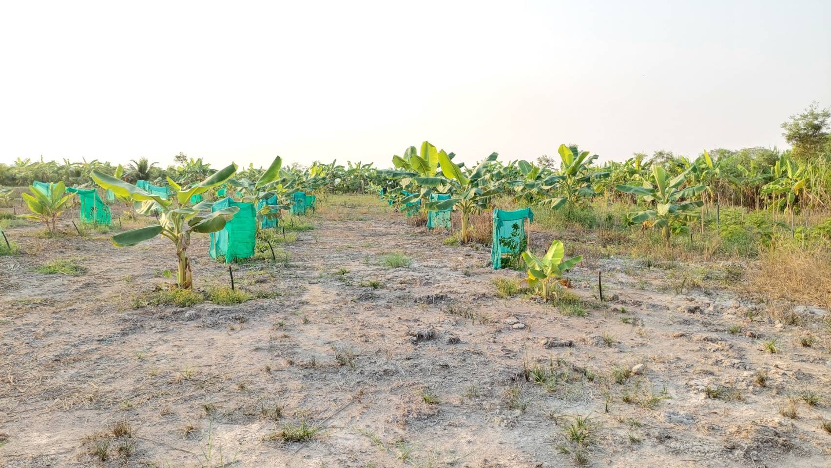 พช.นครนายก สนับสนุนการขับเคลื่อนแหล่งเรียนรู้ด้านกสิกรรมธรรมชาติ