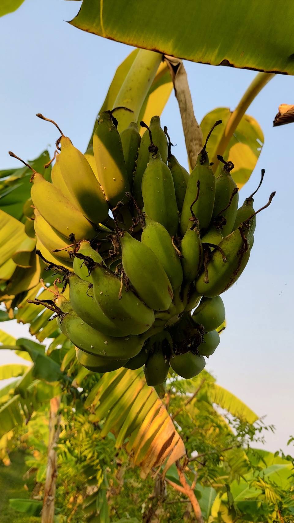 พช.นครนายก สนับสนุนการขับเคลื่อนแหล่งเรียนรู้ด้านกสิกรรมธรรมชาติ