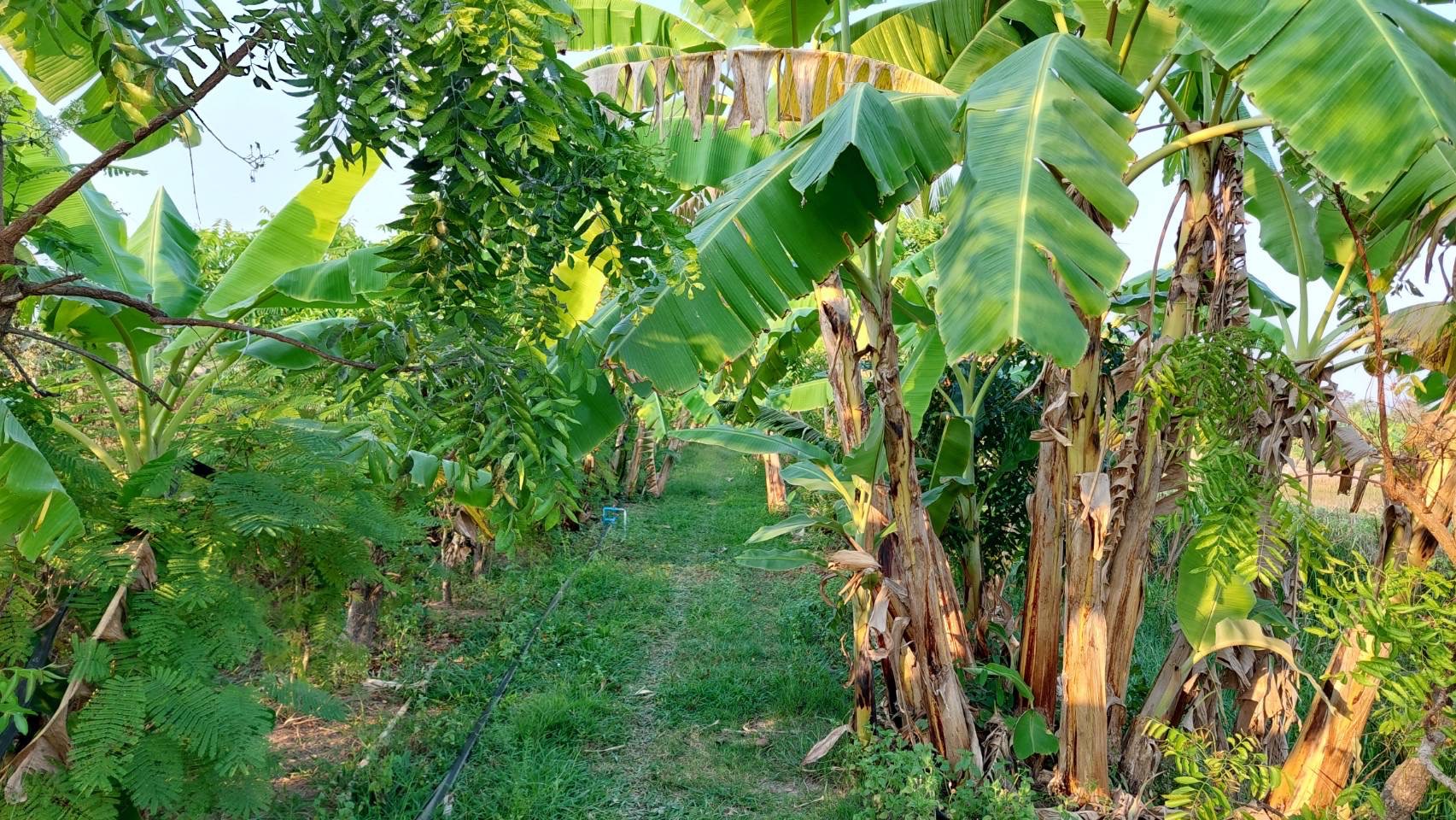 พช.นครนายก สนับสนุนการขับเคลื่อนแหล่งเรียนรู้ด้านกสิกรรมธรรมชาติ