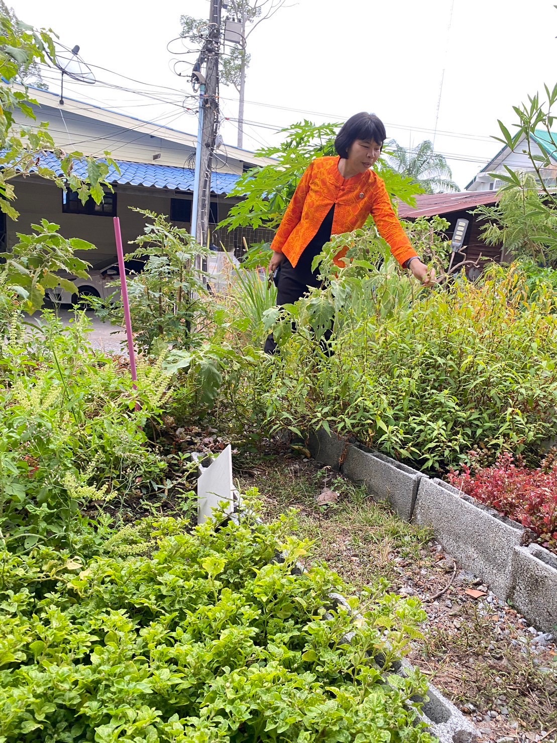 …พช.นครนายก เยี่ยมชมกิจกรรม 1 อำเภอ 1 กิจกรรมปันสุข ปลูกผักแบ่งปัน