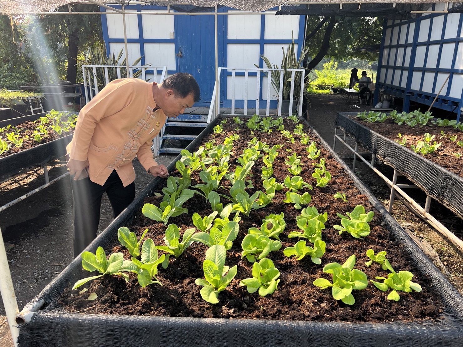 …พช.นครนายก เดินหน้าขับเคลื่อนปฏิบัติการปลูกผักสวนครัว เพื่อสร้างความมั่นคงทางอาหาร ปี 2567