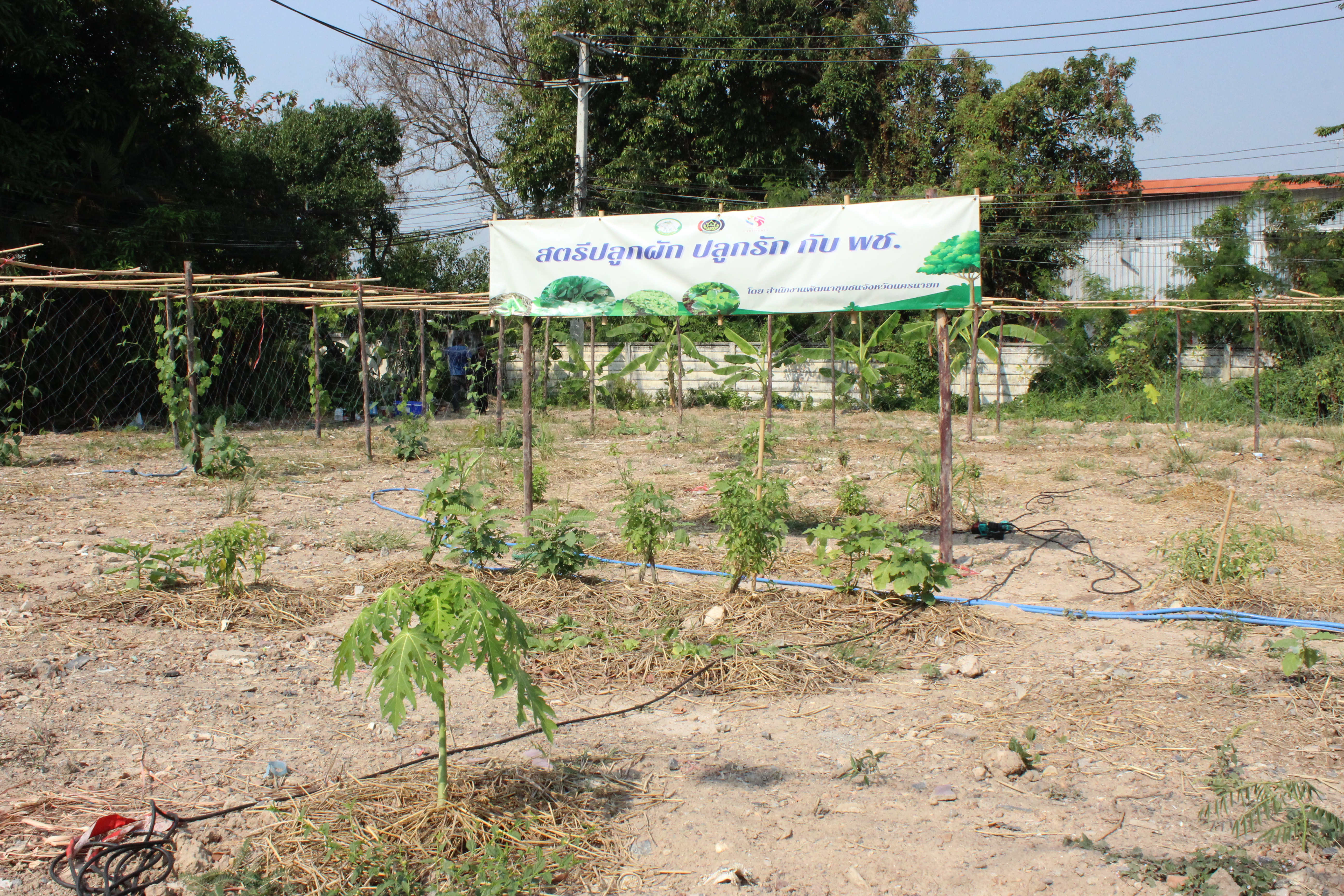 ..พช.นครนายก : ผอ.ศูนย์ศึกษาและพัฒนาชุมชนนครนายก ร่วมปรับปรุงภูมิทัศน์แปลง “จุดเรียนรู้เศรษฐกิจพอเพียง 30 ตารางวา โมเดล” และแปลง “สตรีปลูกผัก ปลูกรัก กับ พช.”