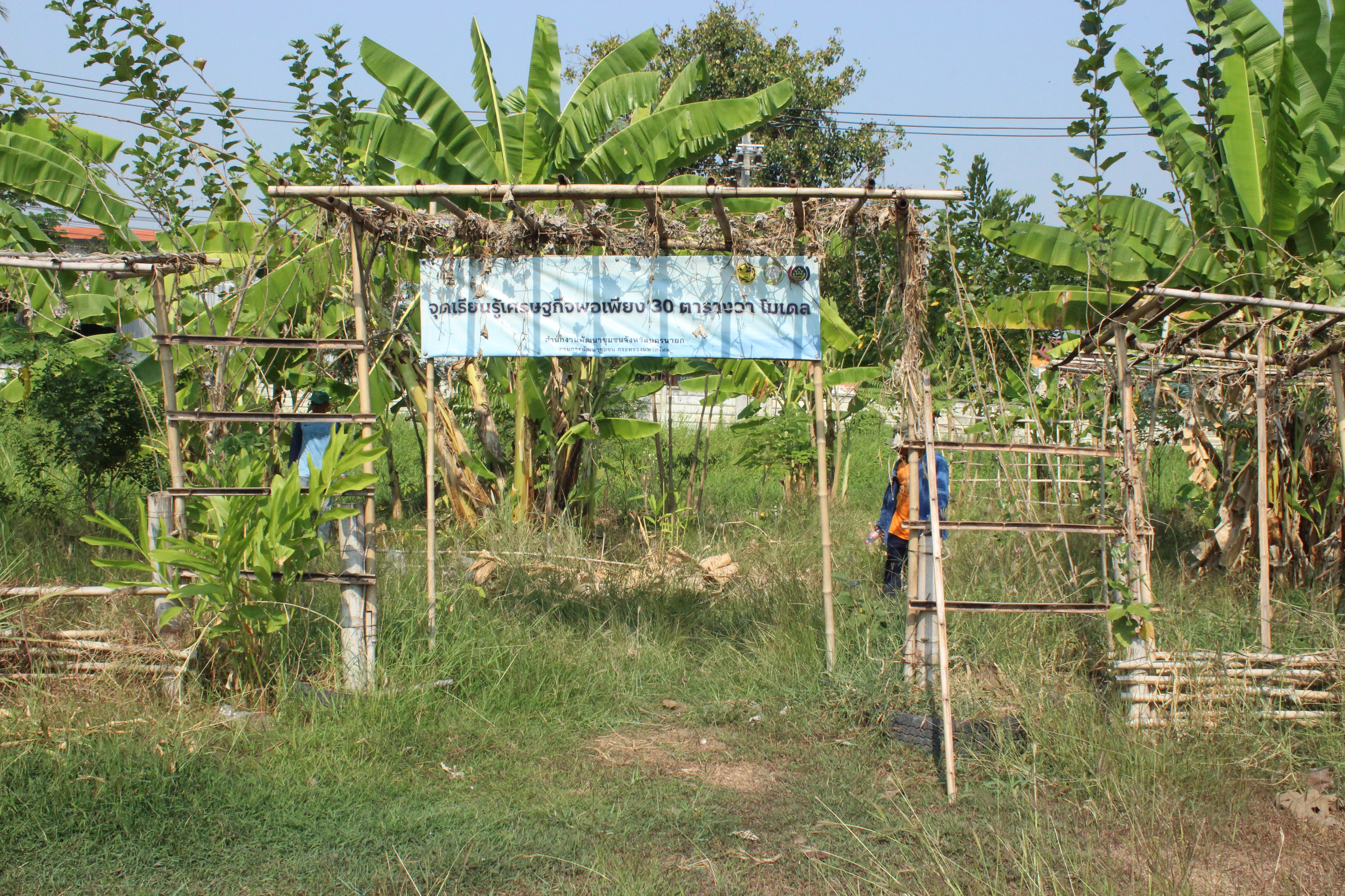 ..พช.นครนายก : ผอ.ศูนย์ศึกษาและพัฒนาชุมชนนครนายก ร่วมปรับปรุงภูมิทัศน์แปลง “จุดเรียนรู้เศรษฐกิจพอเพียง 30 ตารางวา โมเดล” และแปลง “สตรีปลูกผัก ปลูกรัก กับ พช.”