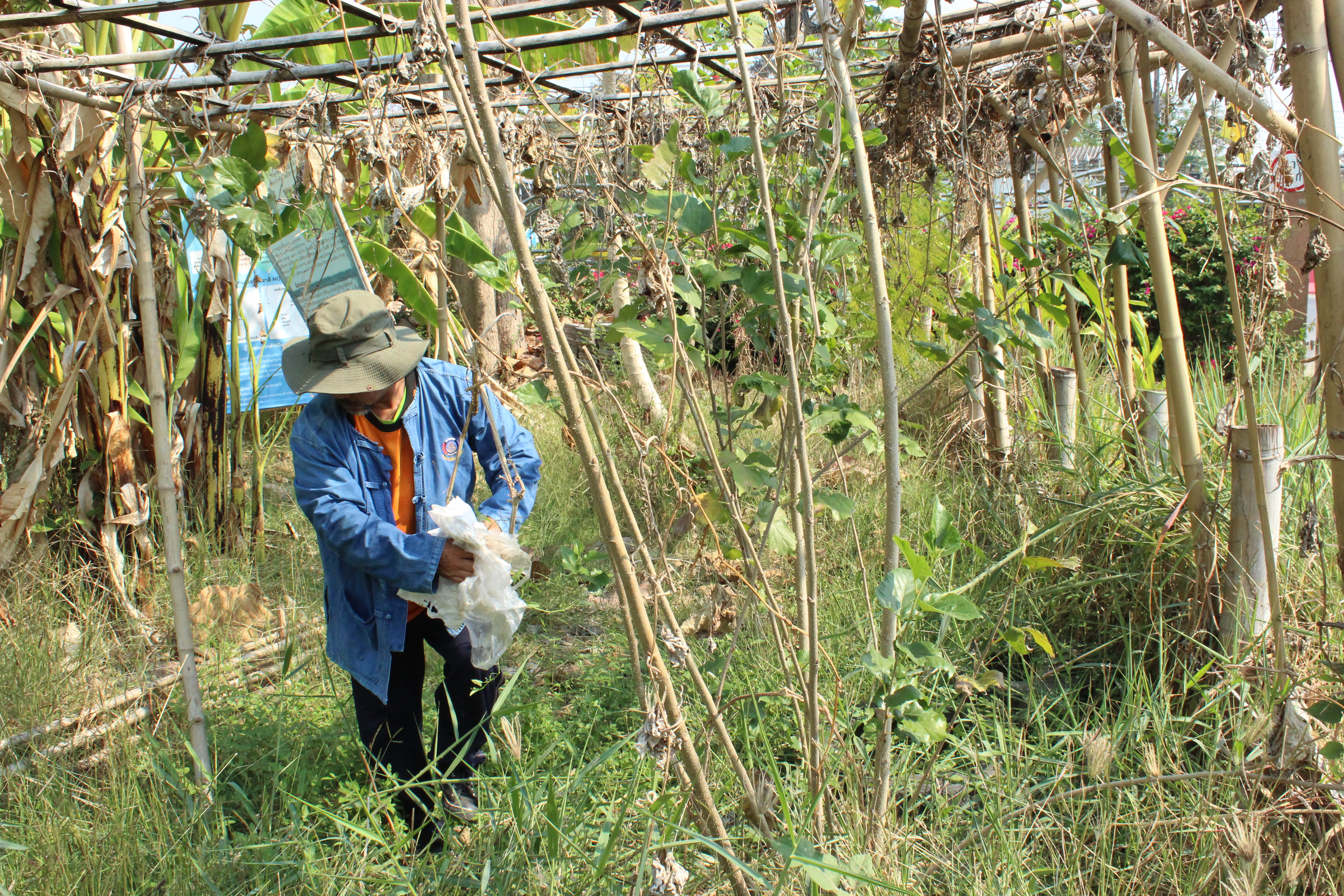 ..พช.นครนายก : ผอ.ศูนย์ศึกษาและพัฒนาชุมชนนครนายก ร่วมปรับปรุงภูมิทัศน์แปลง “จุดเรียนรู้เศรษฐกิจพอเพียง 30 ตารางวา โมเดล” และแปลง “สตรีปลูกผัก ปลูกรัก กับ พช.”