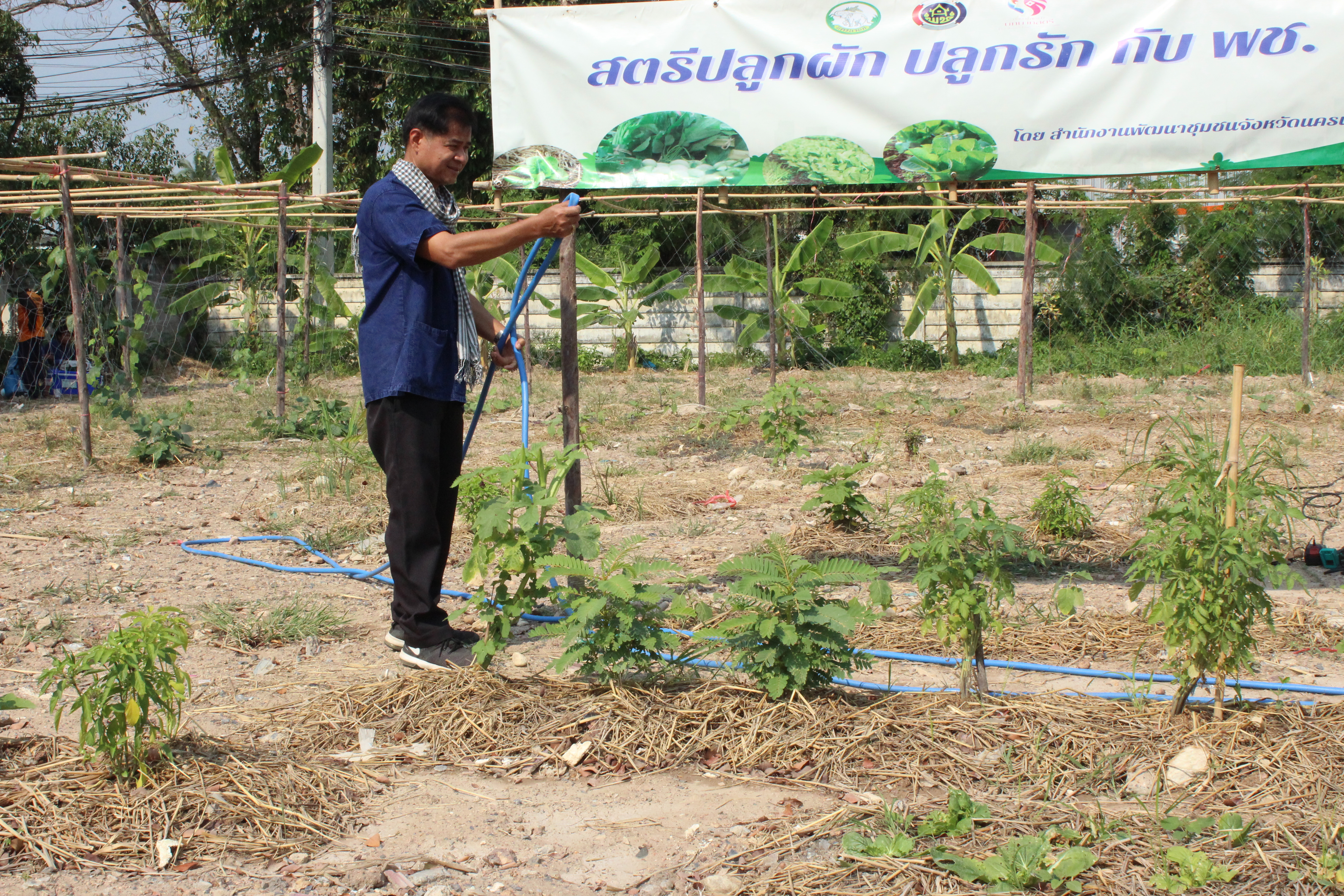..พช.นครนายก : ผอ.ศูนย์ศึกษาและพัฒนาชุมชนนครนายก ร่วมปรับปรุงภูมิทัศน์แปลง “จุดเรียนรู้เศรษฐกิจพอเพียง 30 ตารางวา โมเดล” และแปลง “สตรีปลูกผัก ปลูกรัก กับ พช.”